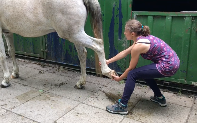Equine osteopath stretching the grey horse's back leg