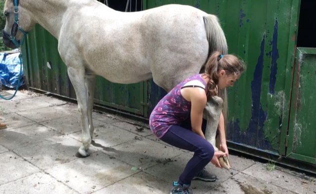 Equine osteopath assessing the left hindlimb of a grey horse